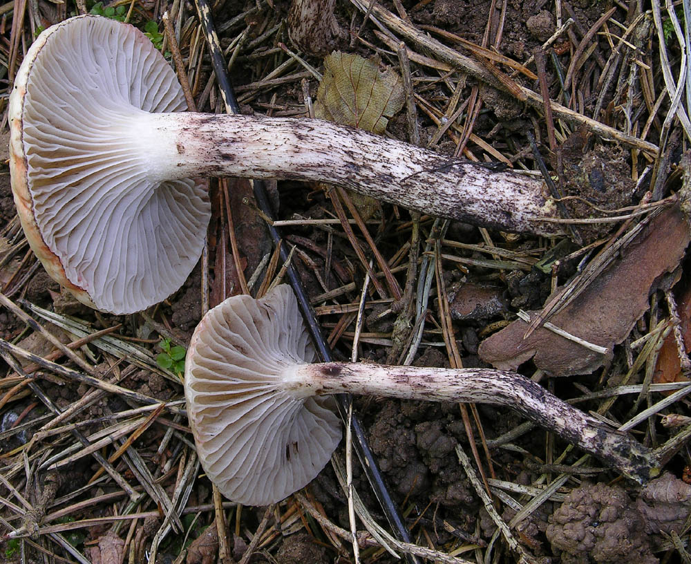 Gomphidius maculatus VS Gomphidius gracilis